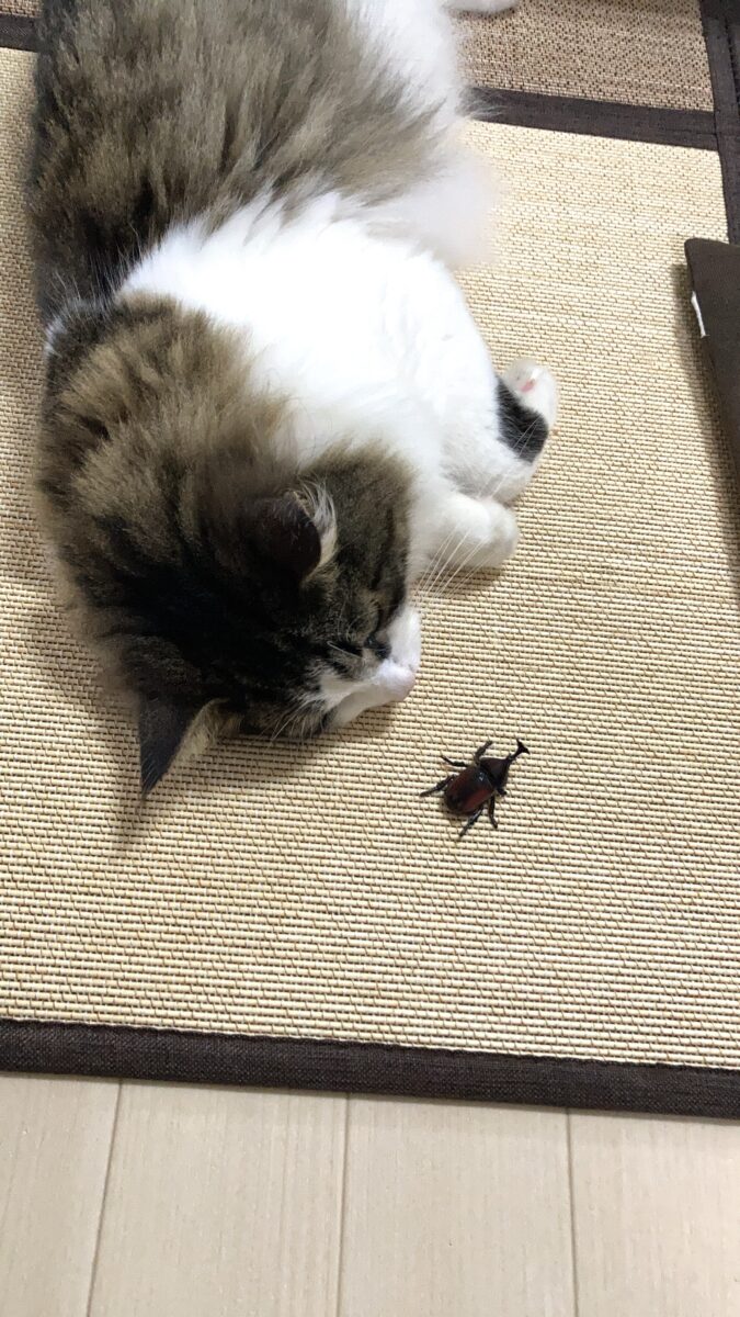 6月終了🐌