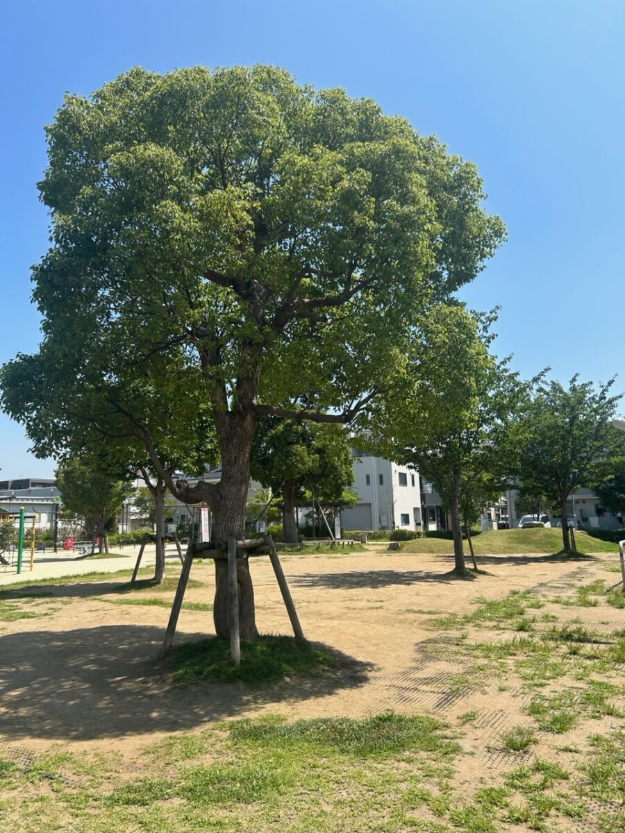 緑