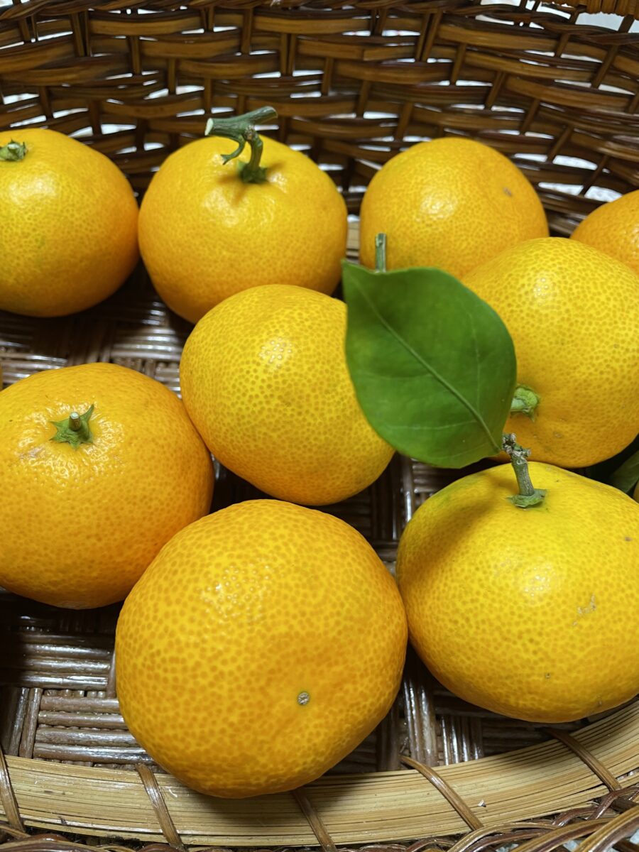 実のなる樹木🍊