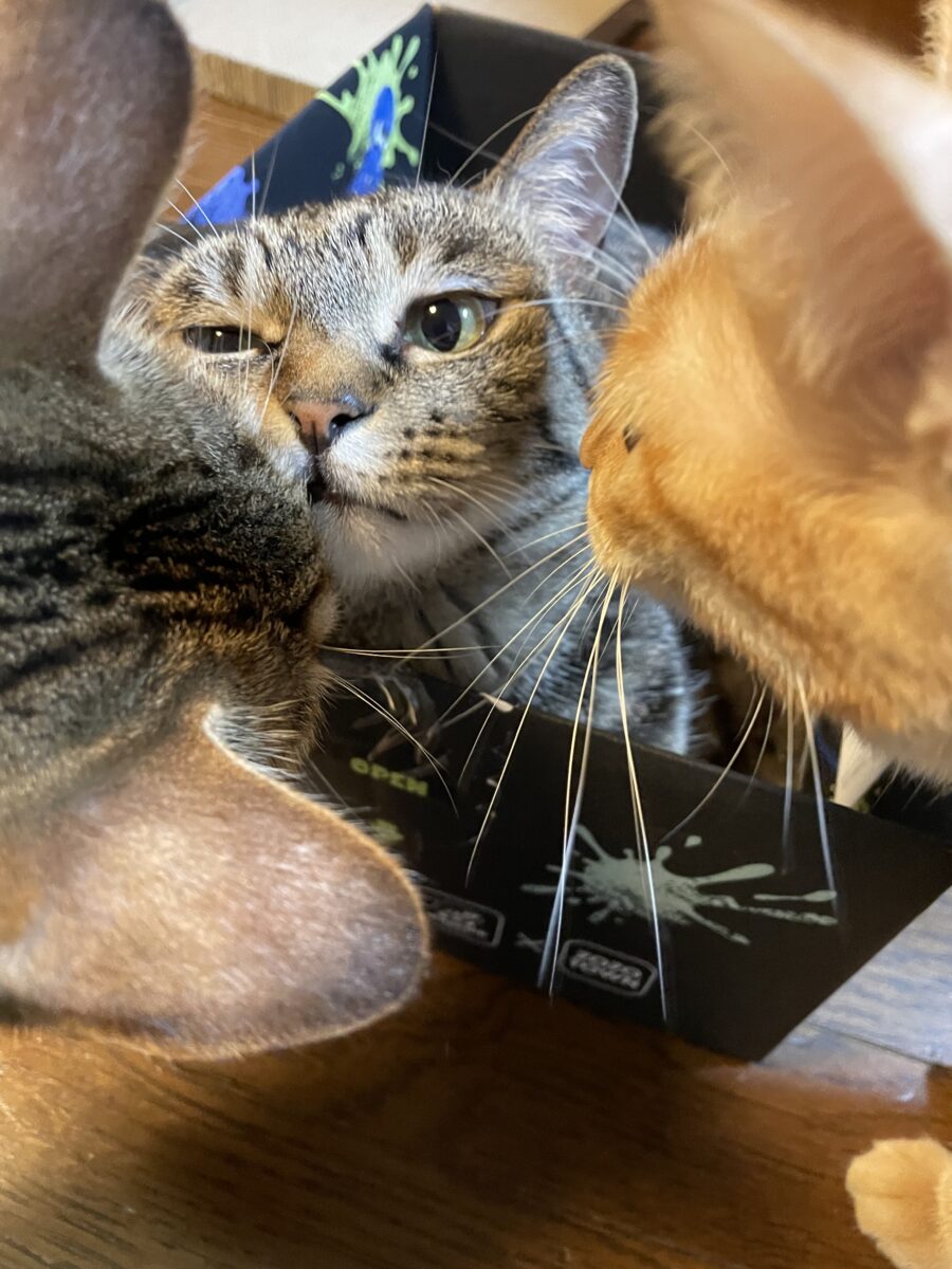そこに箱があるから