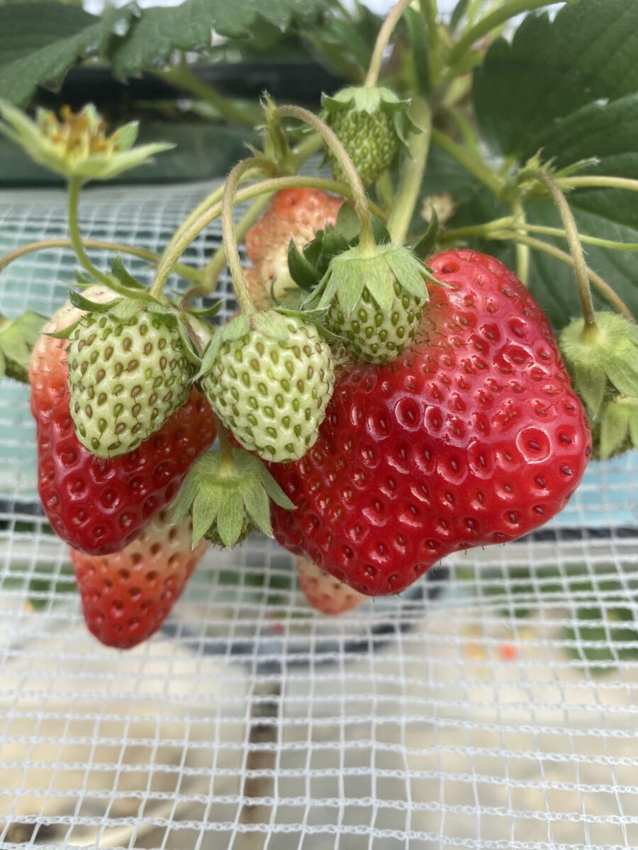 いちご狩り
