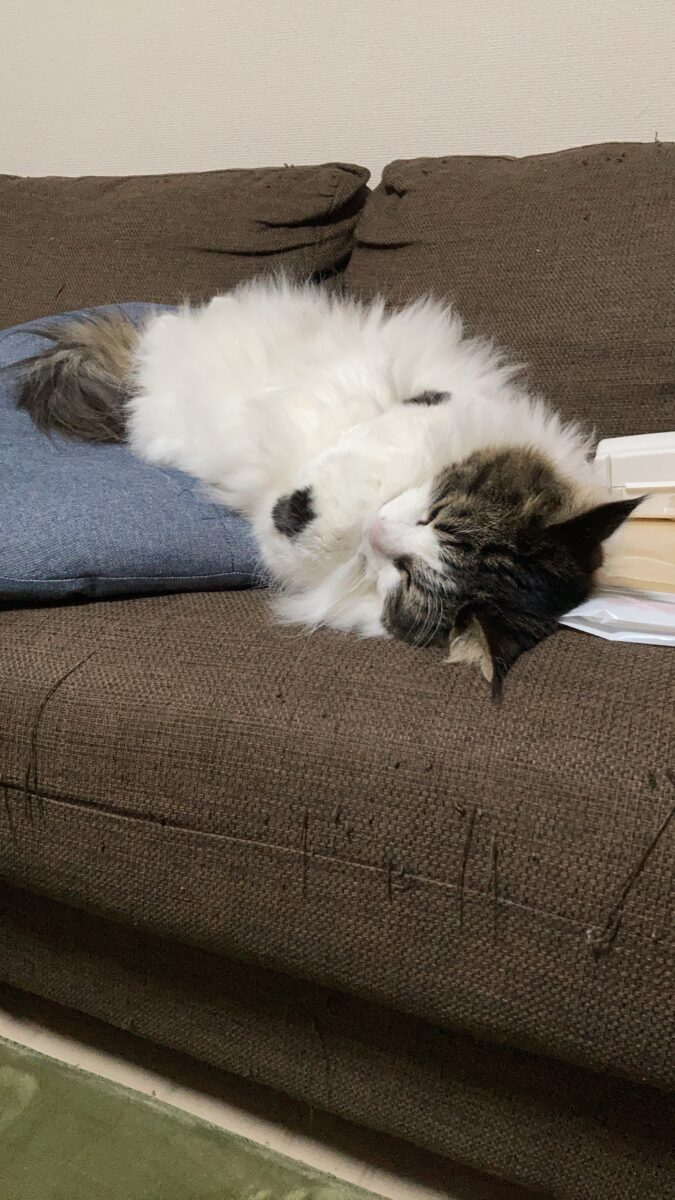 うちのにゃんちゃん🐈‍⬛