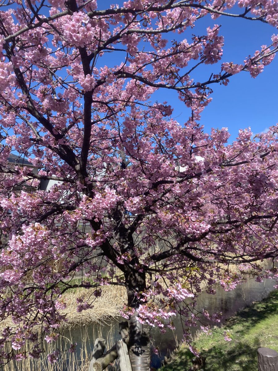 河津桜