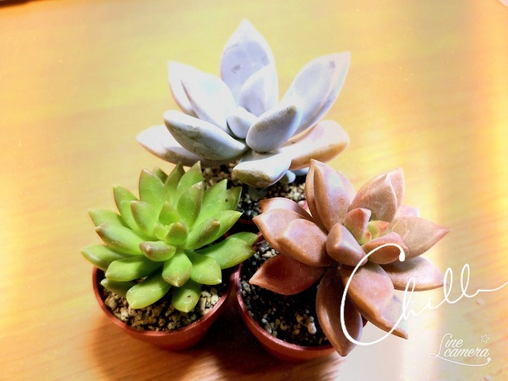 グラパラリーフ🌵
