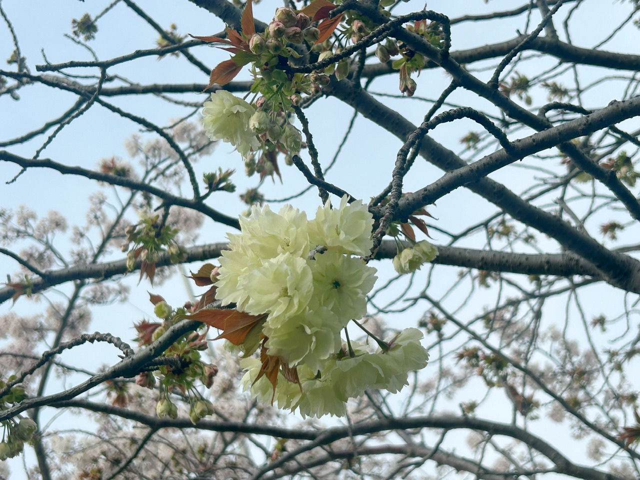 黄色の桜
