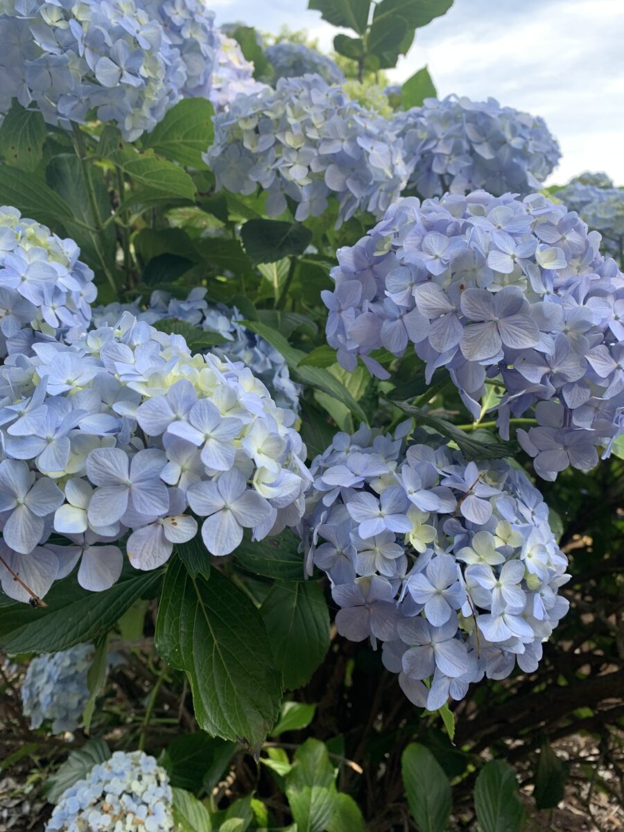 夏バテ