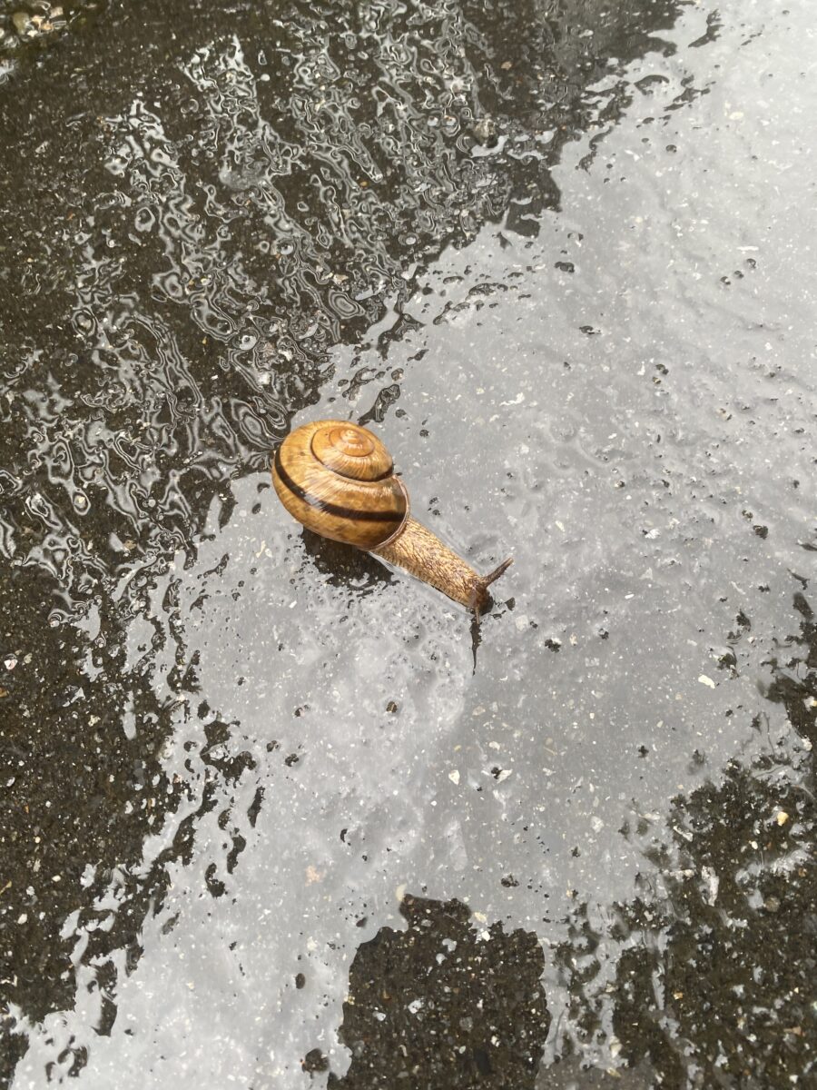 かたつむり