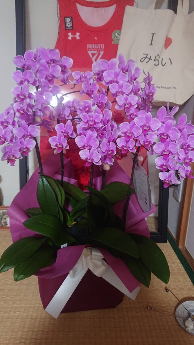 新盆