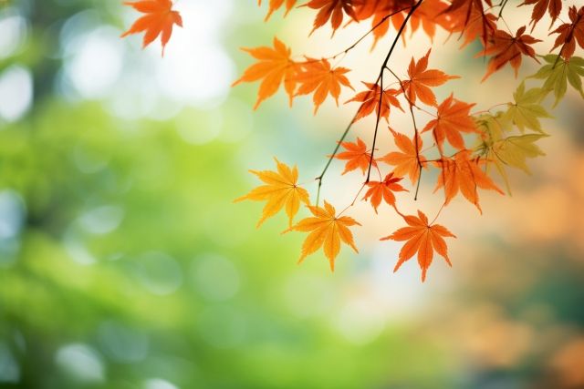 11月🍁