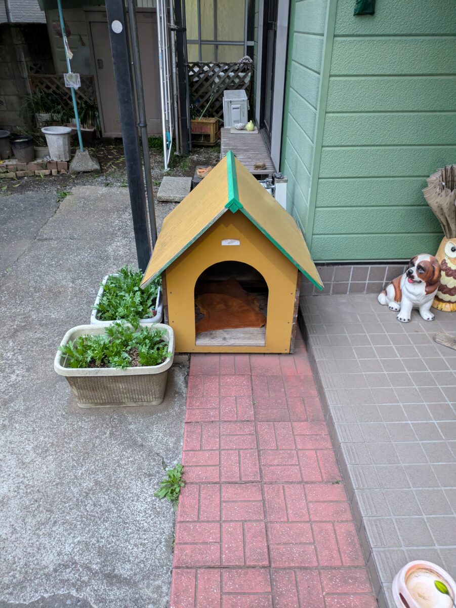 チャ−リ−と一緒