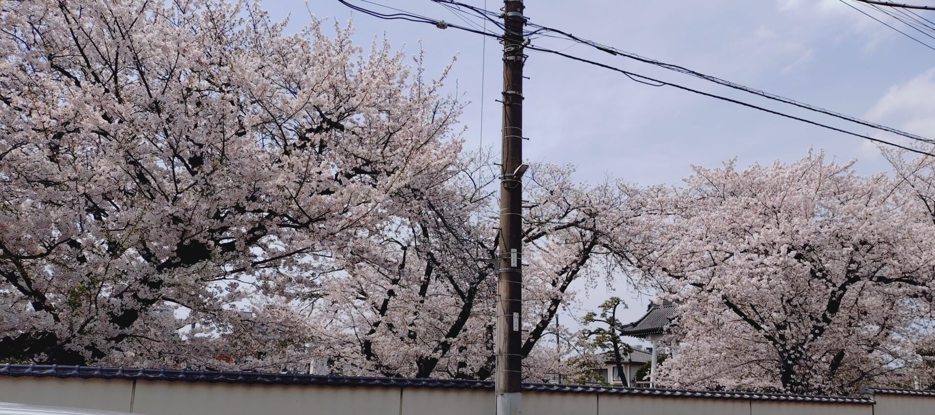 入学式🌸