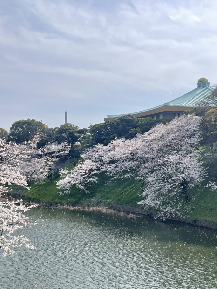 桜の季節ですね
