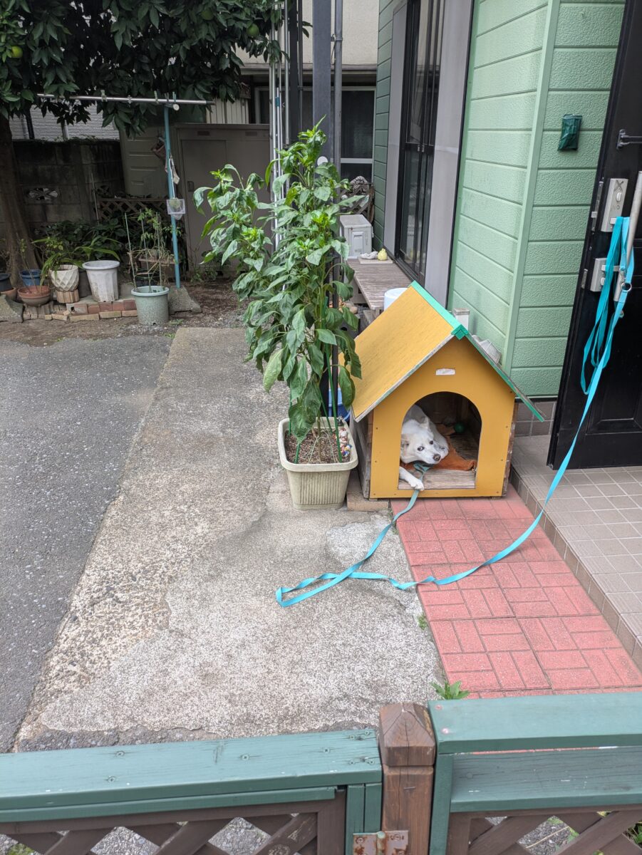 チャ−リ−と一緒。感動をありがとう。