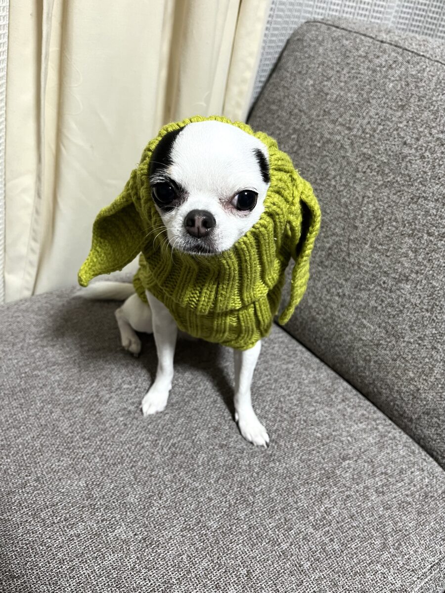 我が愛娘🐶