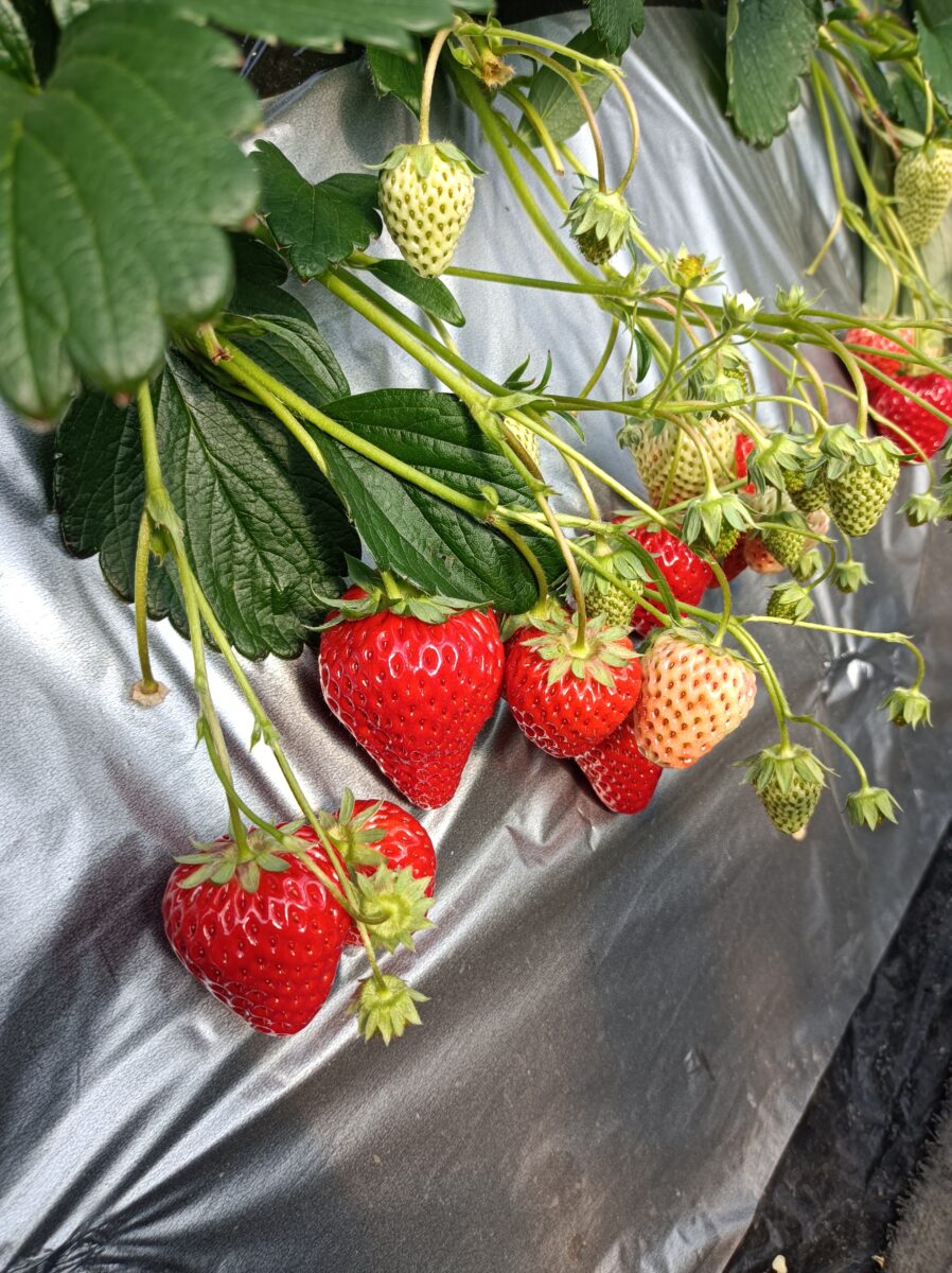 いちごの季節🍓