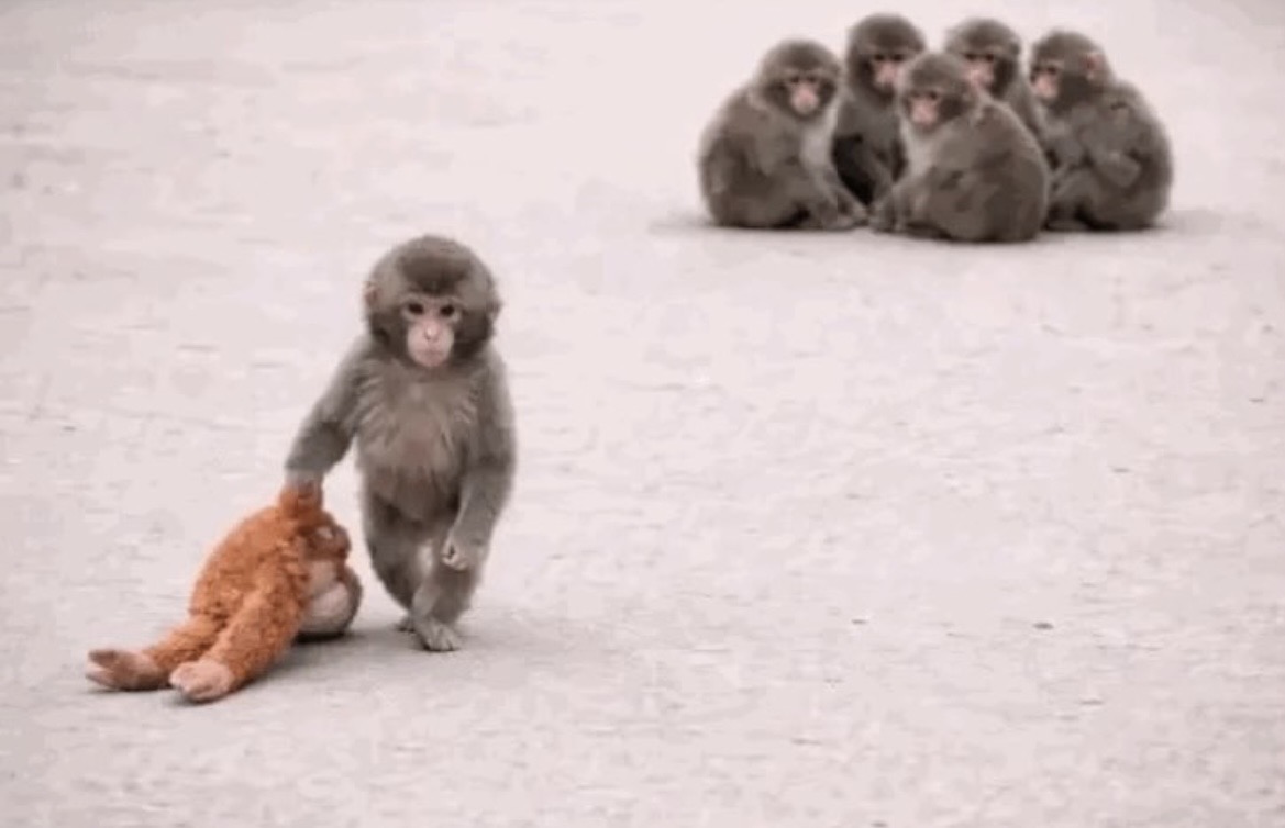 パンチ🐵に会いに❤️