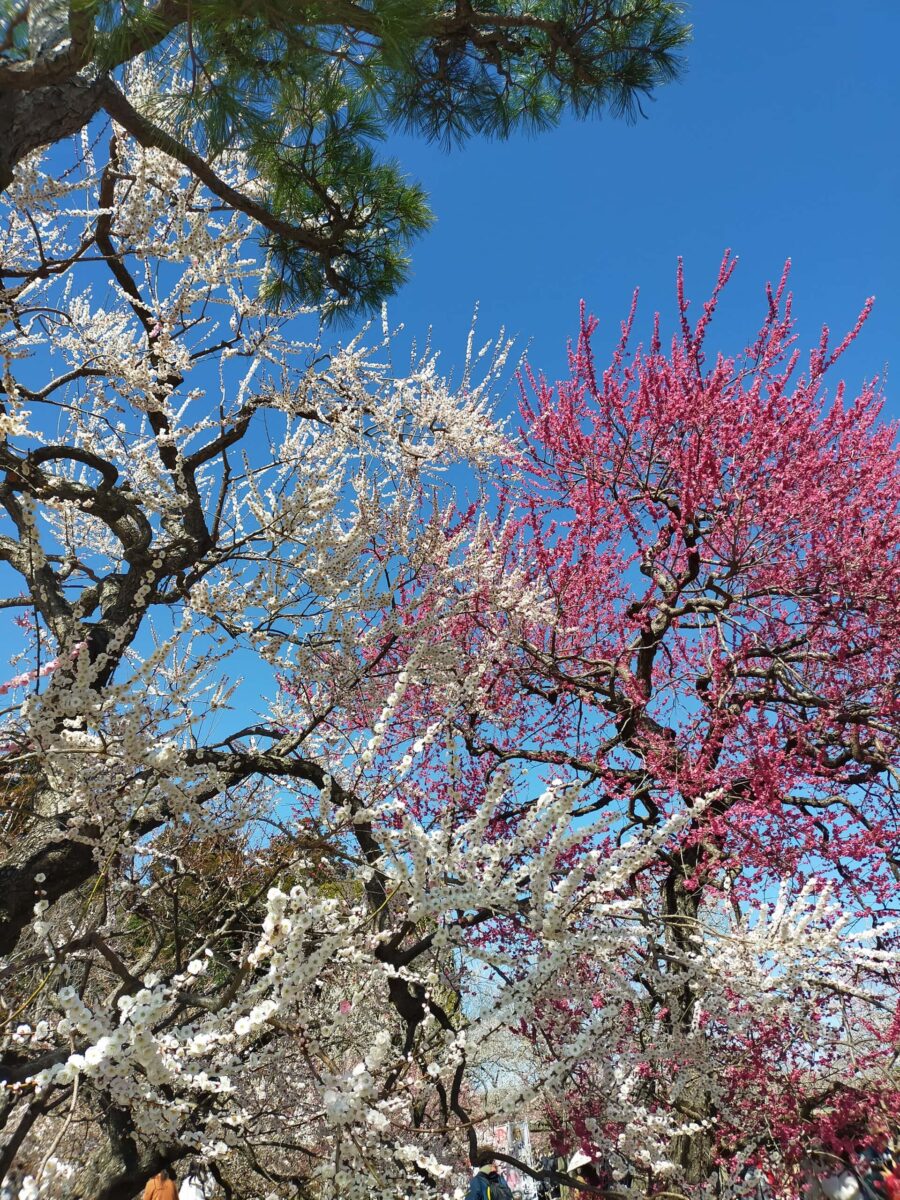 春が来た