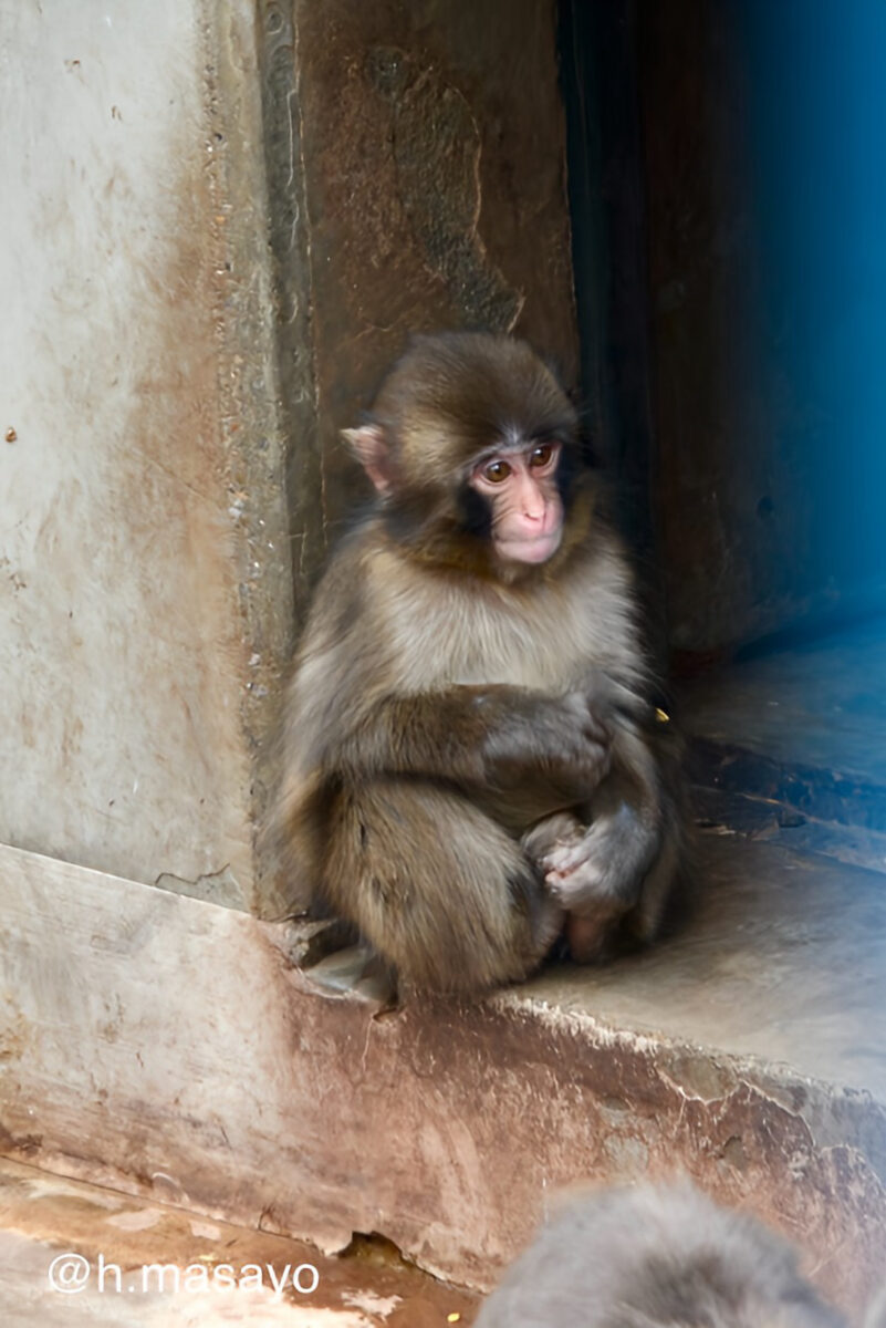 追いパンチ‼️🐵