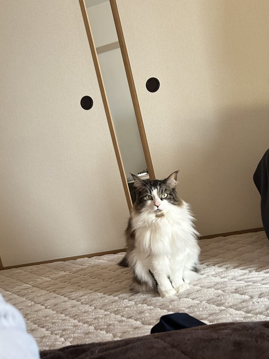 うちの、猫ちゃん🐈