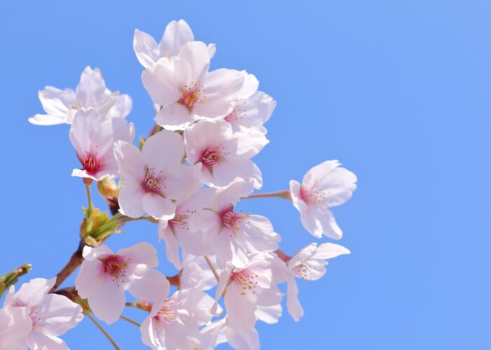 4月スタート🌸