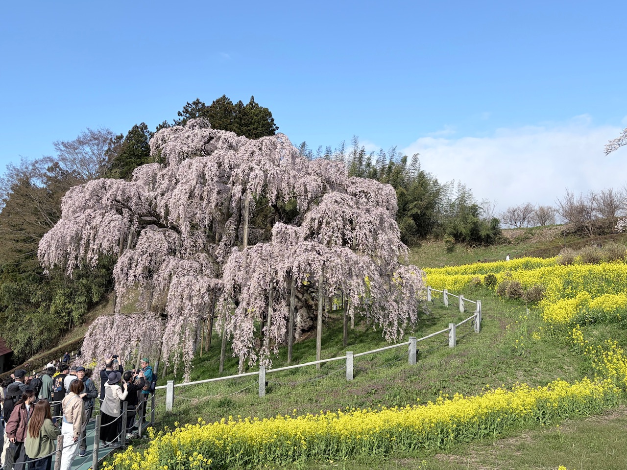 桜