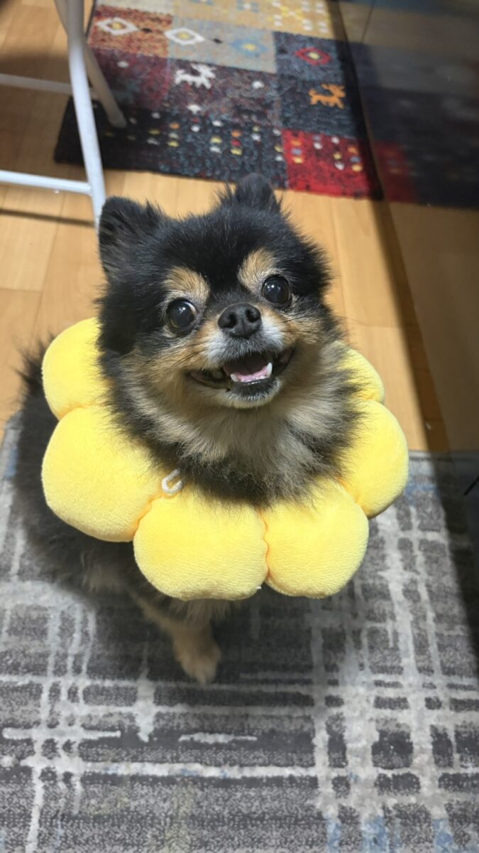 今年も…